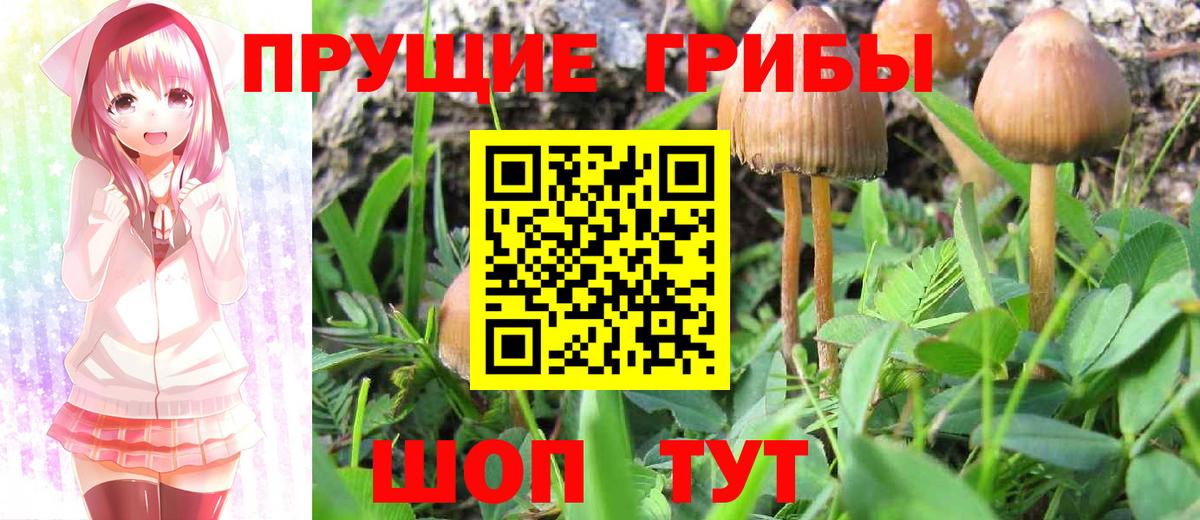 Псилоцибиновые грибы мицелий Заводоуковск